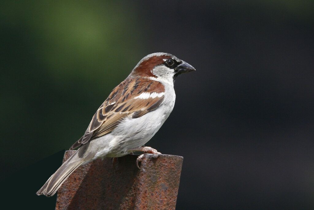 House Sparrow male adult