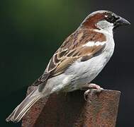 House Sparrow