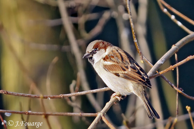 House Sparrow male, identification