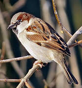 House Sparrow