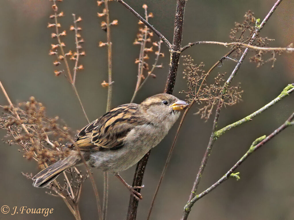 House Sparrow female, identification