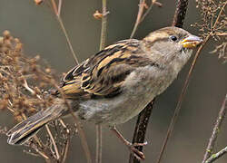 House Sparrow