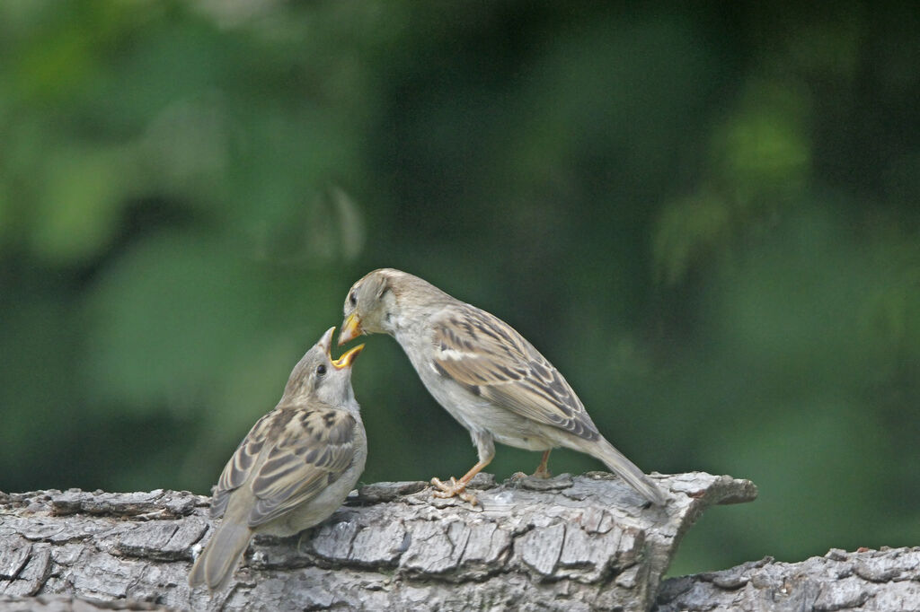 Moineau domestique femelle, identification, Nidification, Comportement