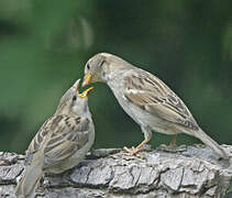 House Sparrow