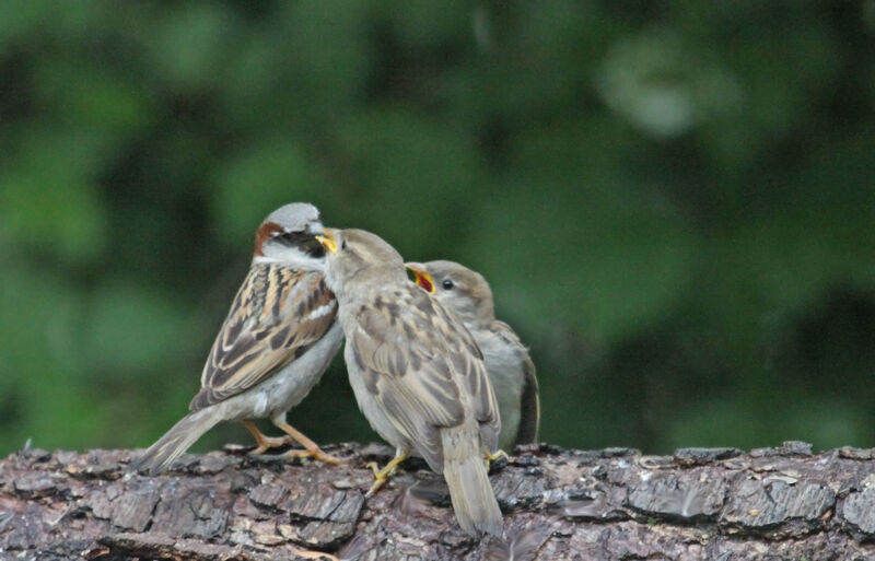 House Sparrow, identification, Reproduction-nesting, Behaviour