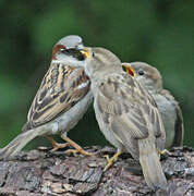 House Sparrow