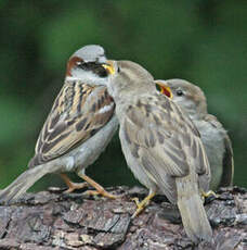 Moineau domestique