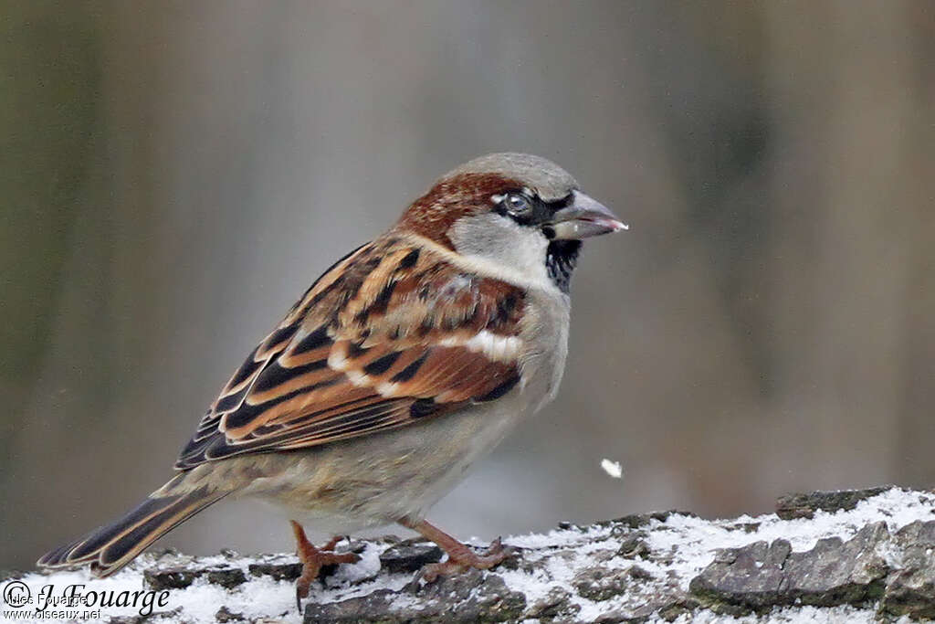 House Sparrow male adult, identification