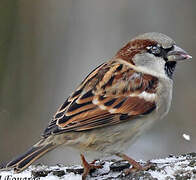 House Sparrow