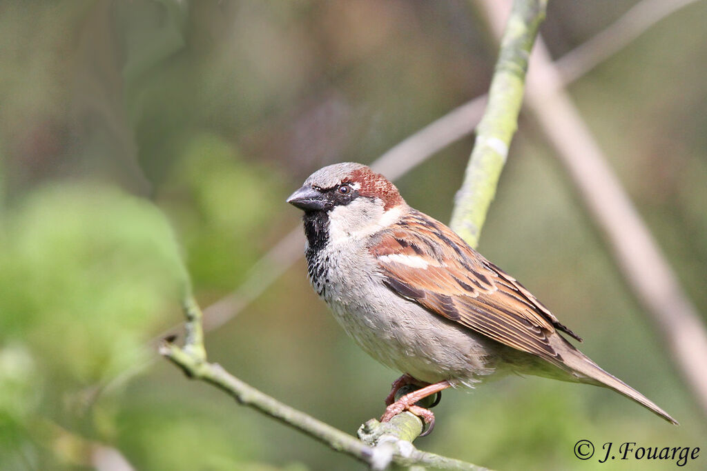 House Sparrow male adult, identification