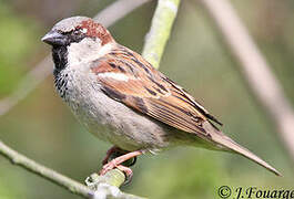 House Sparrow