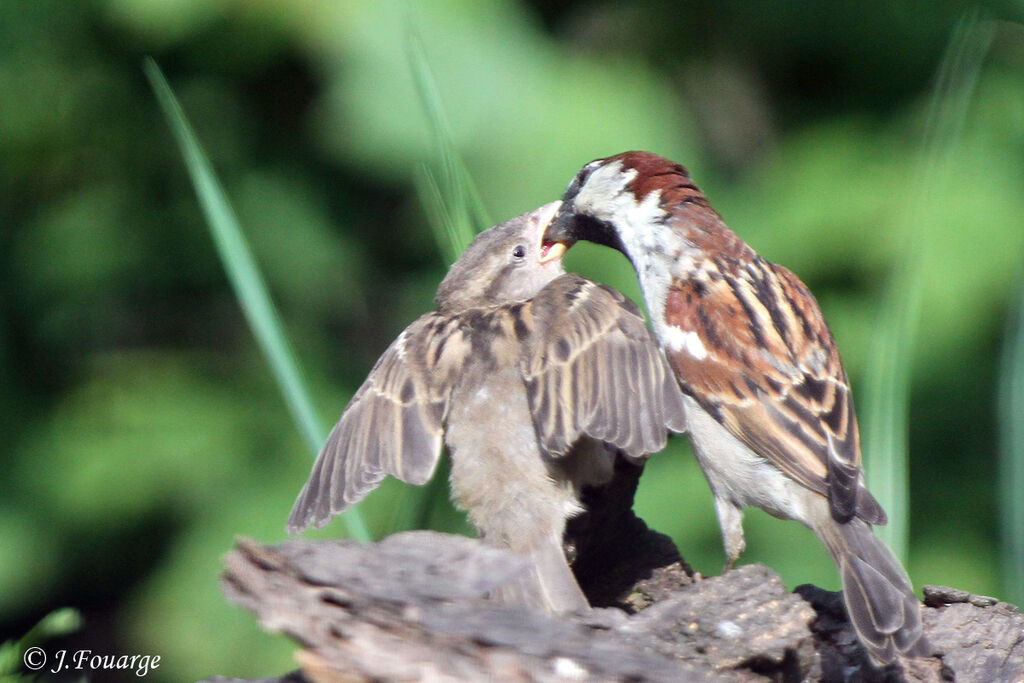 House Sparrow, identification, Behaviour