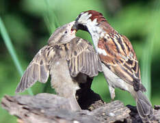 House Sparrow