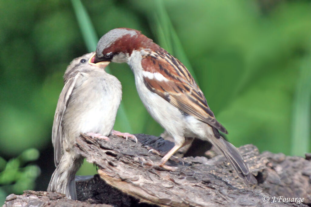 House Sparrow