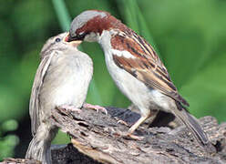 House Sparrow