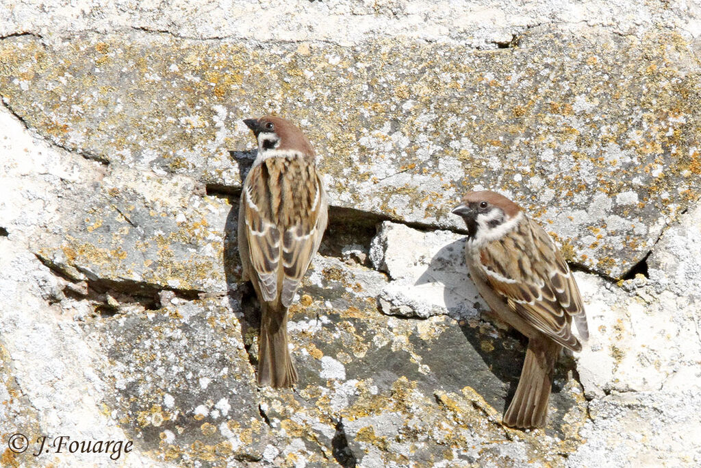 Moineau friquetadulte, identification, Nidification, Comportement