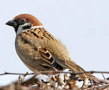 Eurasian Tree Sparrow