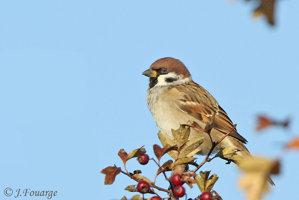 Eurasian Tree Sparrow, identification