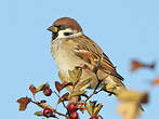 Moineau friquet