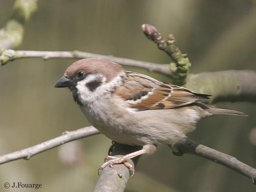 Moineau friquetadulte