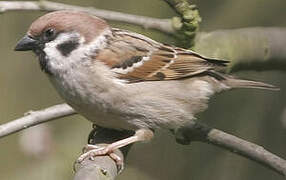 Eurasian Tree Sparrow