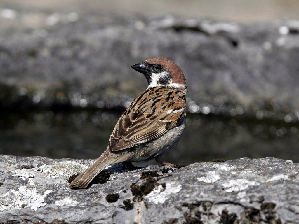 Moineau friquetadulte