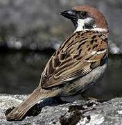 Eurasian Tree Sparrow