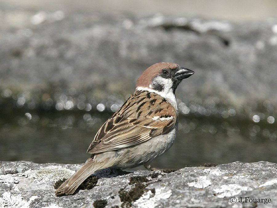 Moineau friquetadulte