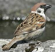 Eurasian Tree Sparrow