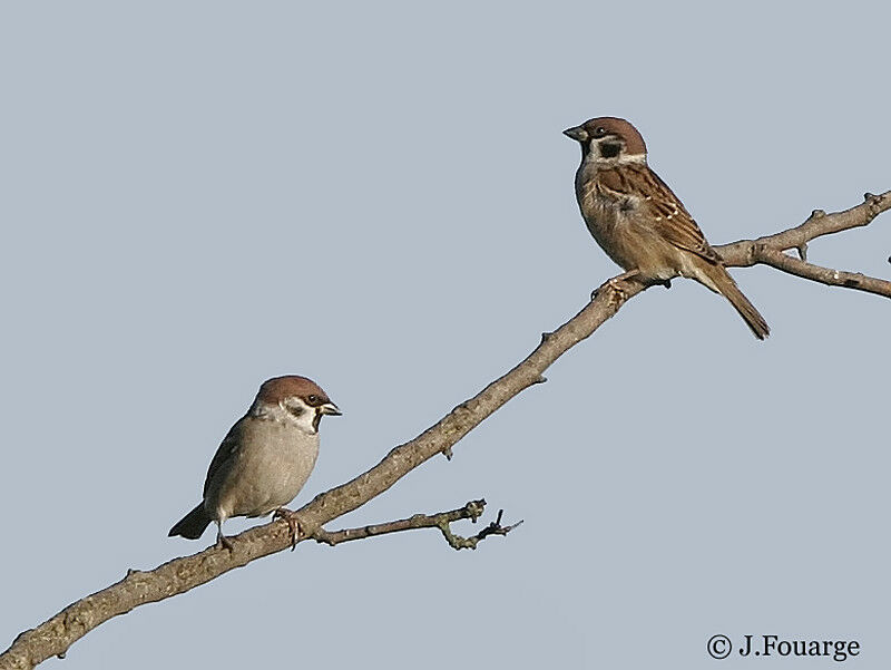 Eurasian Tree Sparrow