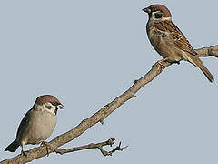 Eurasian Tree Sparrow