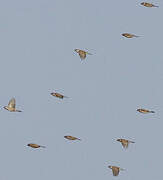 Eurasian Tree Sparrow