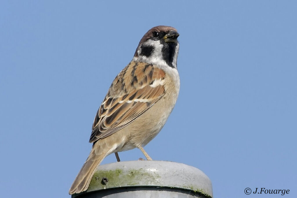 Eurasian Tree Sparrow