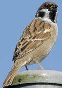 Eurasian Tree Sparrow