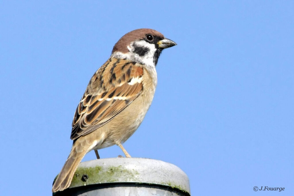 Eurasian Tree Sparrow