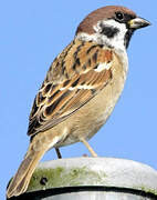 Eurasian Tree Sparrow