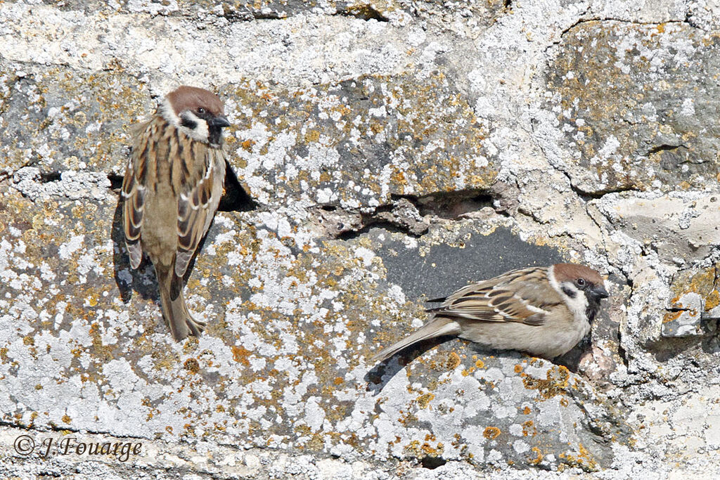 Moineau friquetadulte, identification, Nidification, Comportement