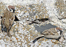 Eurasian Tree Sparrow