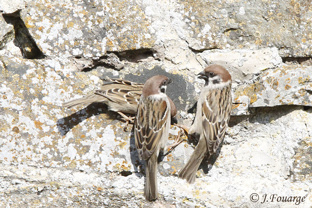 Eurasian Tree Sparrow, identification, Reproduction-nesting, Behaviour