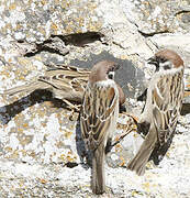 Moineau friquet