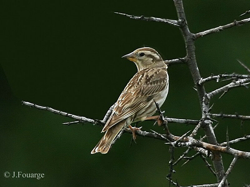 Rock Sparrow