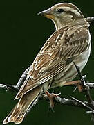 Rock Sparrow