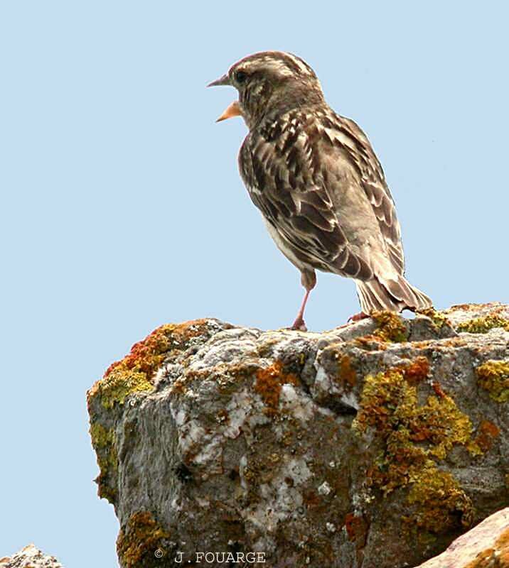 Rock Sparrow