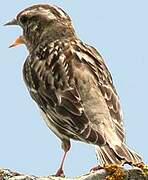 Rock Sparrow