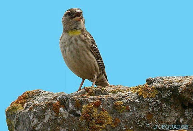 Rock Sparrow