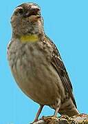 Rock Sparrow