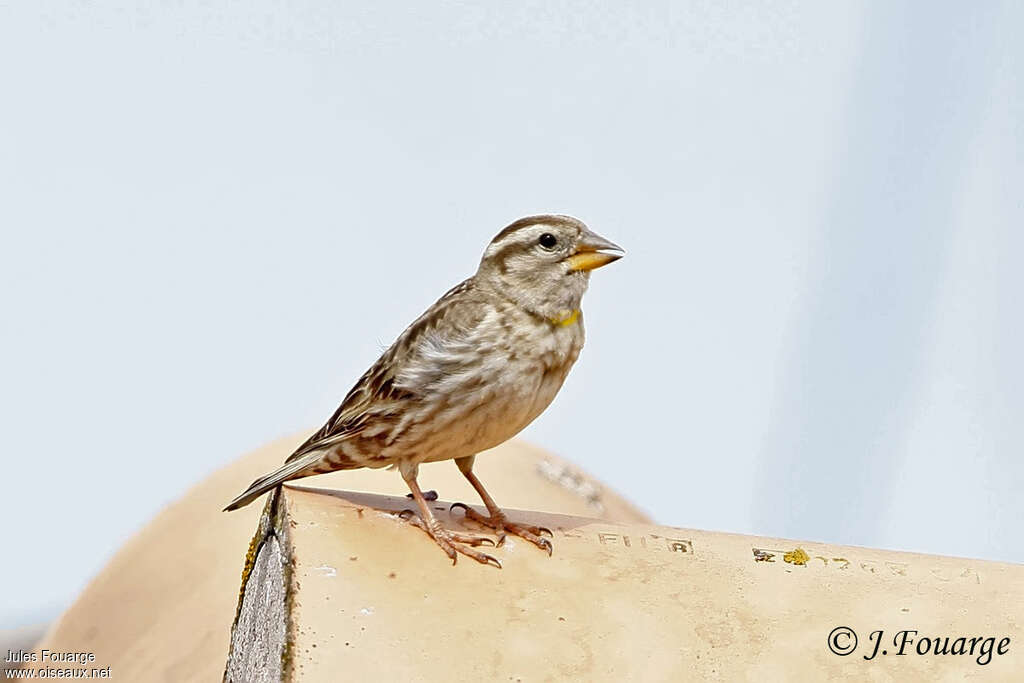 Rock Sparrow