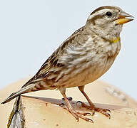 Rock Sparrow