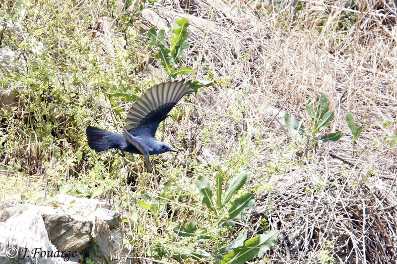 Blue Rock Thrush male adult, Flight, feeding habits, Behaviour