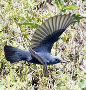 Blue Rock Thrush